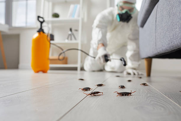 Commercial Kitchen Cockroach Control in Crawford